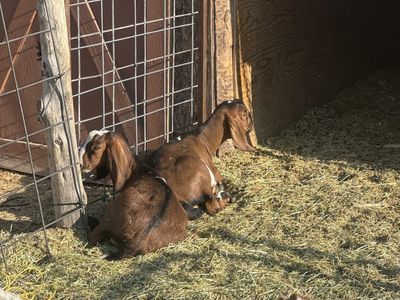 Full Nubian Bucklings