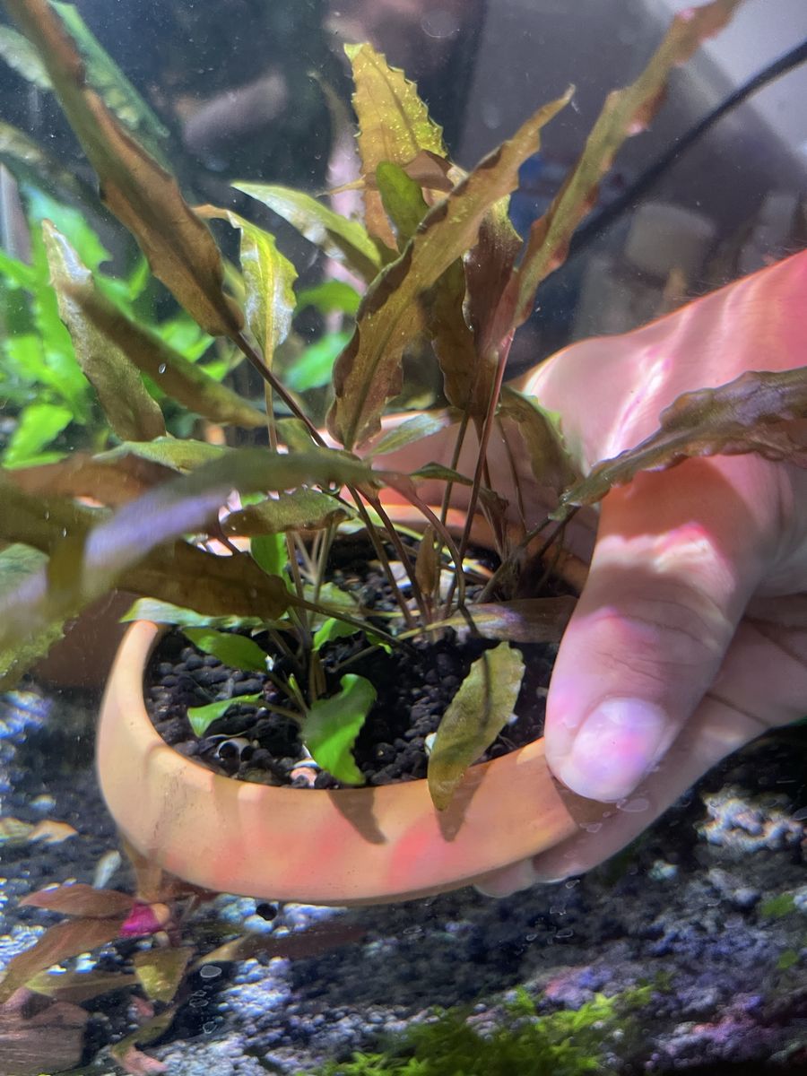 Aquarium Plant in Terracotta Pot - Live Aquatic Decor