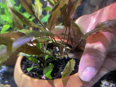 Aquarium Plant in Terracotta Pot - Live Aquatic Decor