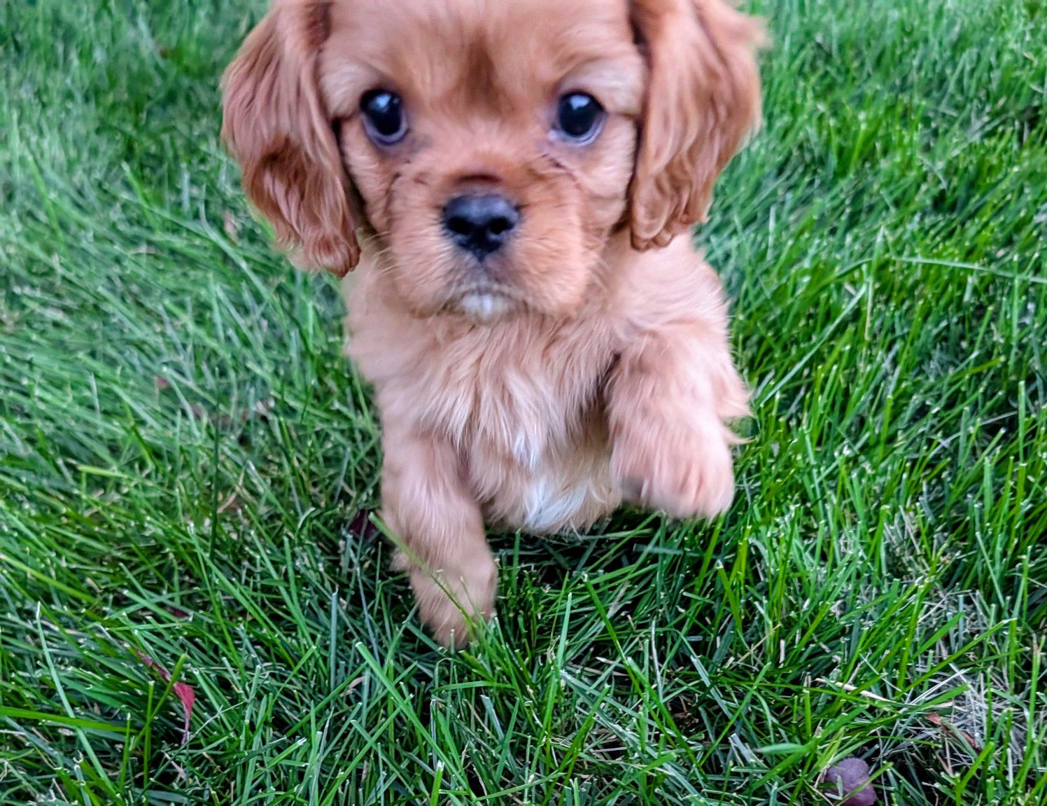 Cavalier King Charles Spaniel Puppies