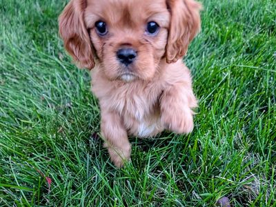 Cavalier King Charles Spaniel Puppies