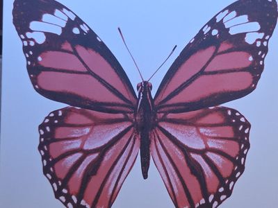 4 canvas butterfly pictures
