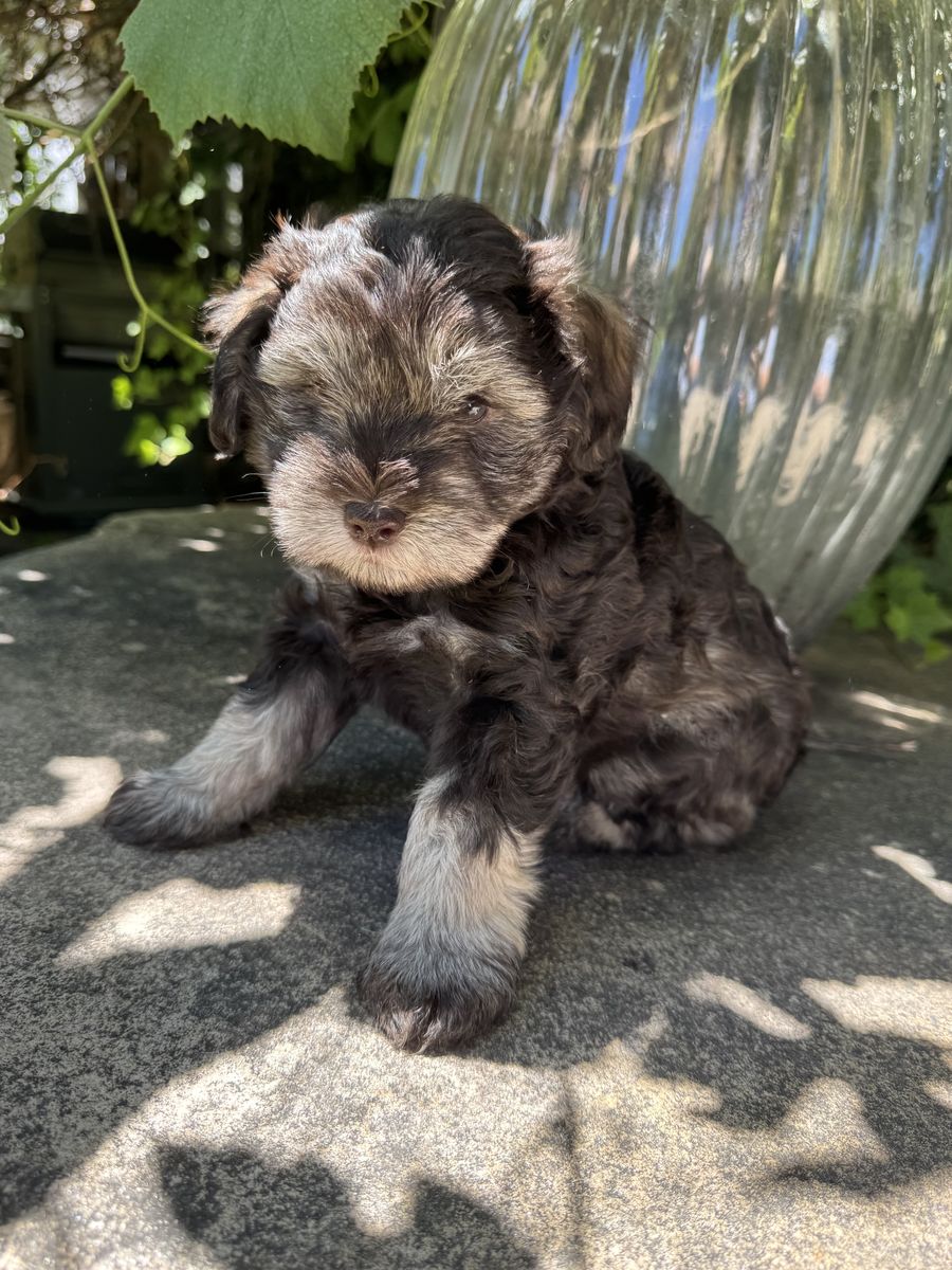 AKC Miniature Schnauzer Puppies - Male and Female Available