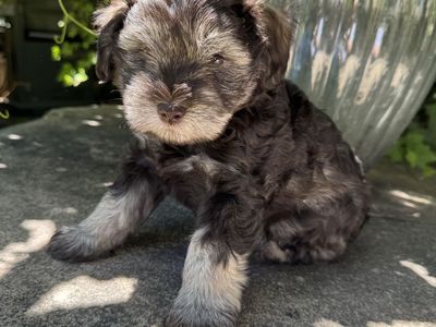AKC Miniature Schnauzer Puppies - Male and Female Available
