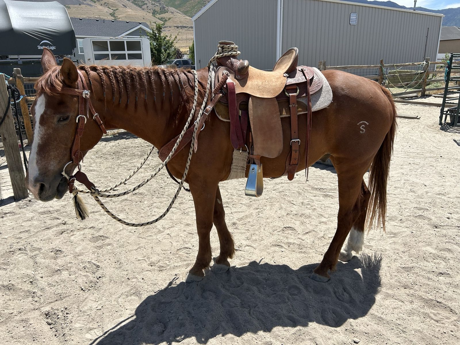 13 y.o. QH gelding