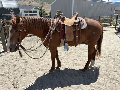 13 y.o. QH gelding