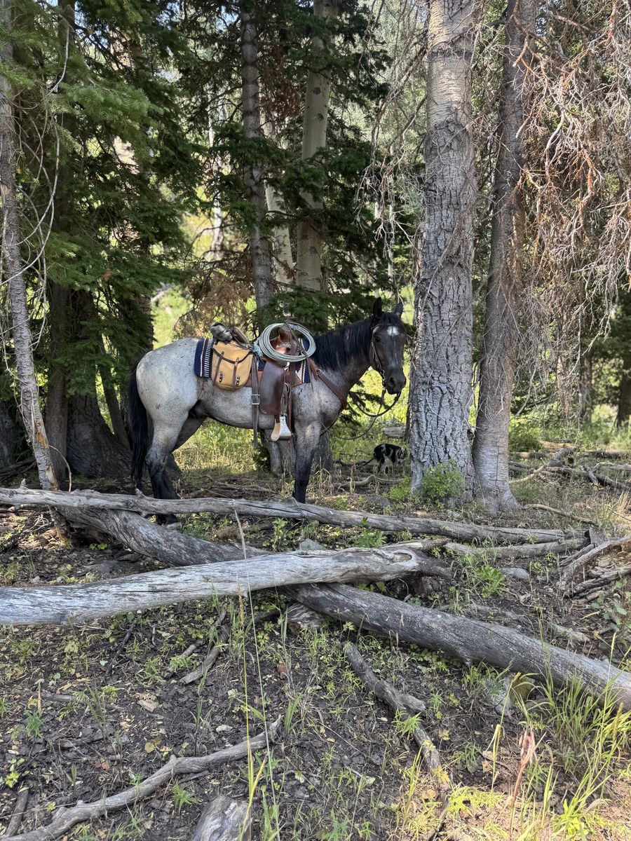 3 Year Old Quarter Draft Blue Roan Gelding