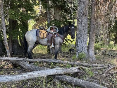 3 Year Old Quarter Draft Blue Roan Gelding