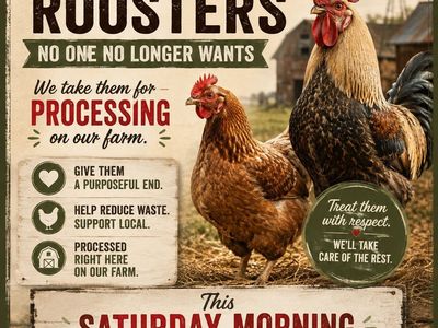 Accepting old hens and roosters!