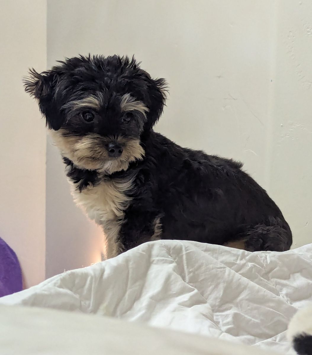 7 month old Yorkiepoo
