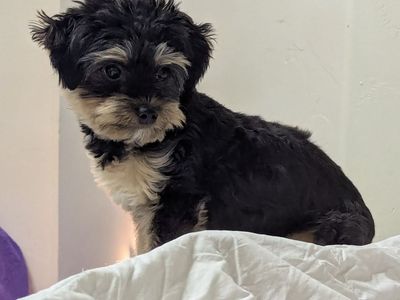 7 month old Yorkiepoo