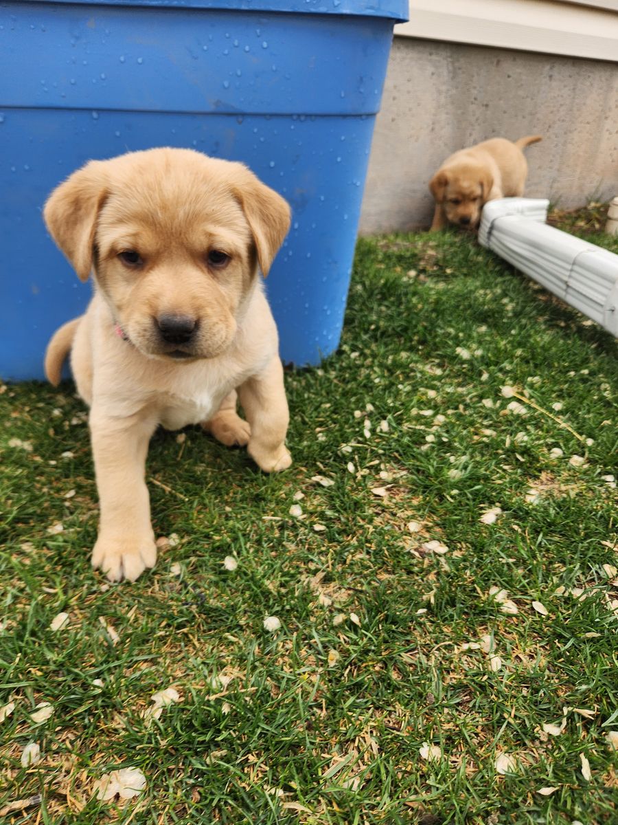 AKC Lab Puppies