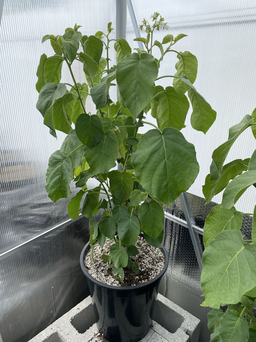 Dwarf Tamarillo plants