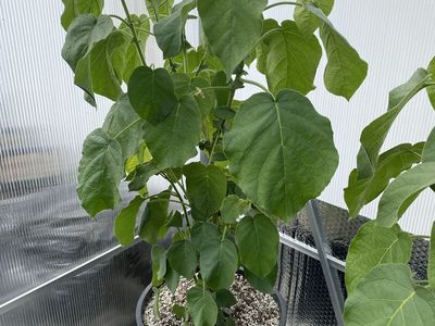 Dwarf Tamarillo plants