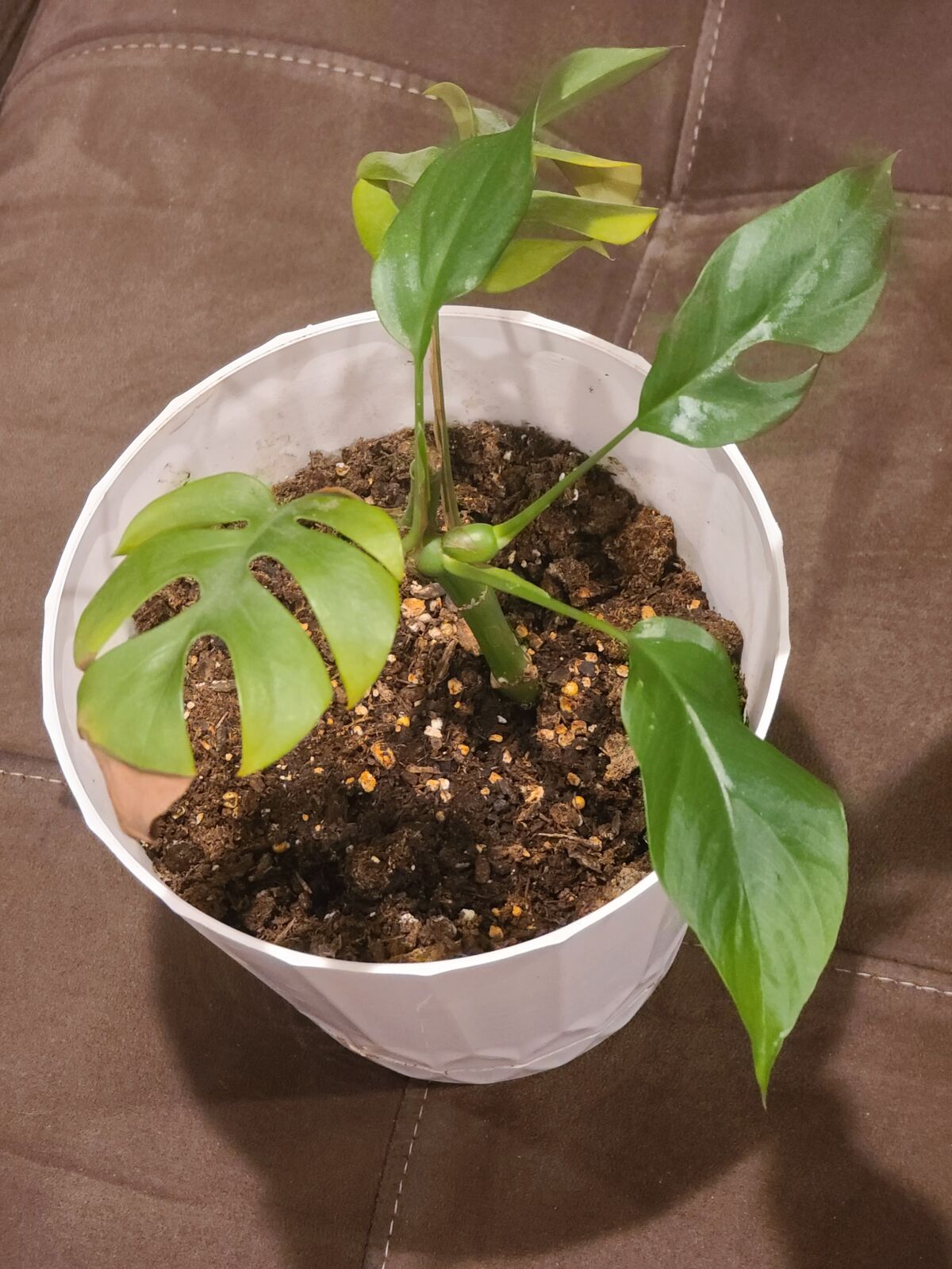 Mini Monstera Ginny Rooted Cutting Raphidophora
