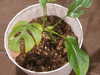 Mini Monstera Ginny Rooted Cutting Raphidophora