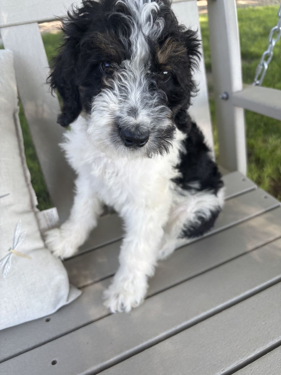 Mini Bernedoodles