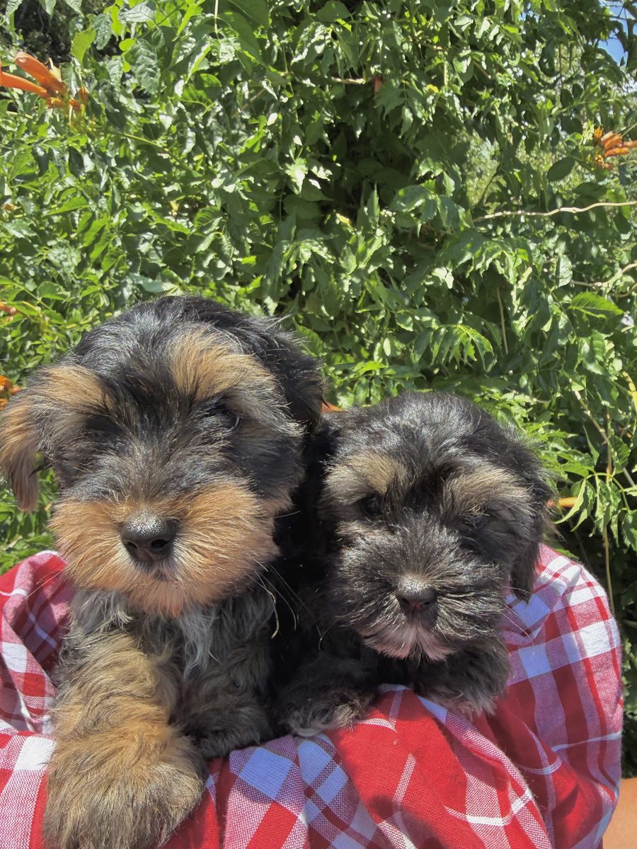 TOY YORKIEPOO POODLE