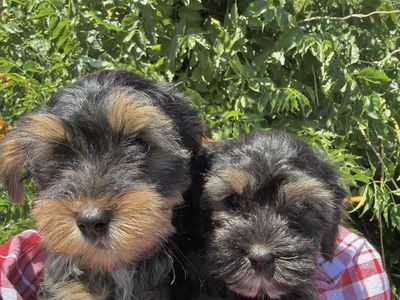 TOY YORKIEPOO POODLE
