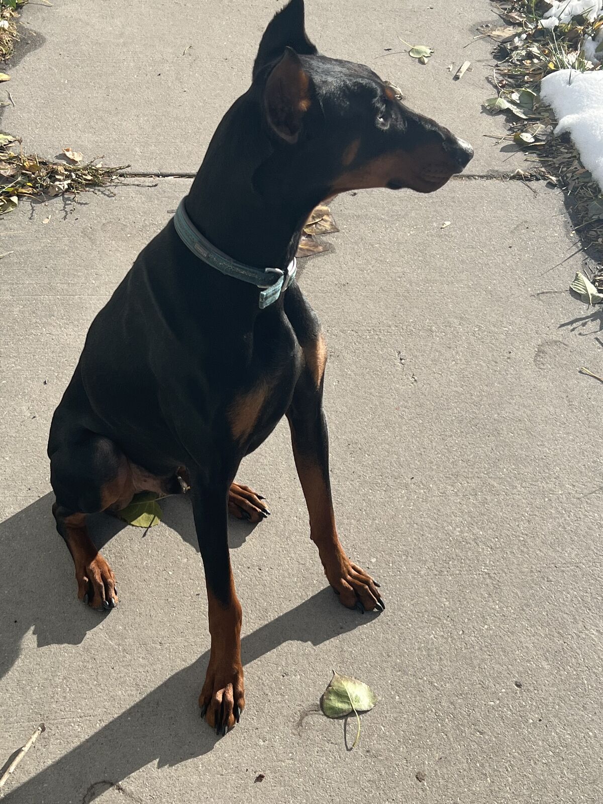 Dobie