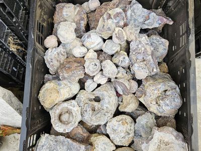 Geode Pieces! Many Whole ones