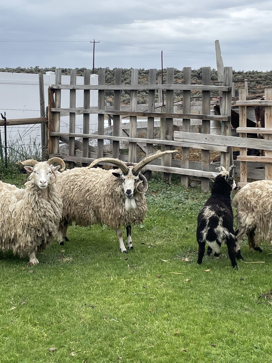 4 horn Jacob sheep
