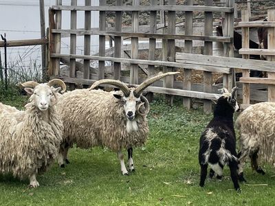 4 horn Jacob sheep
