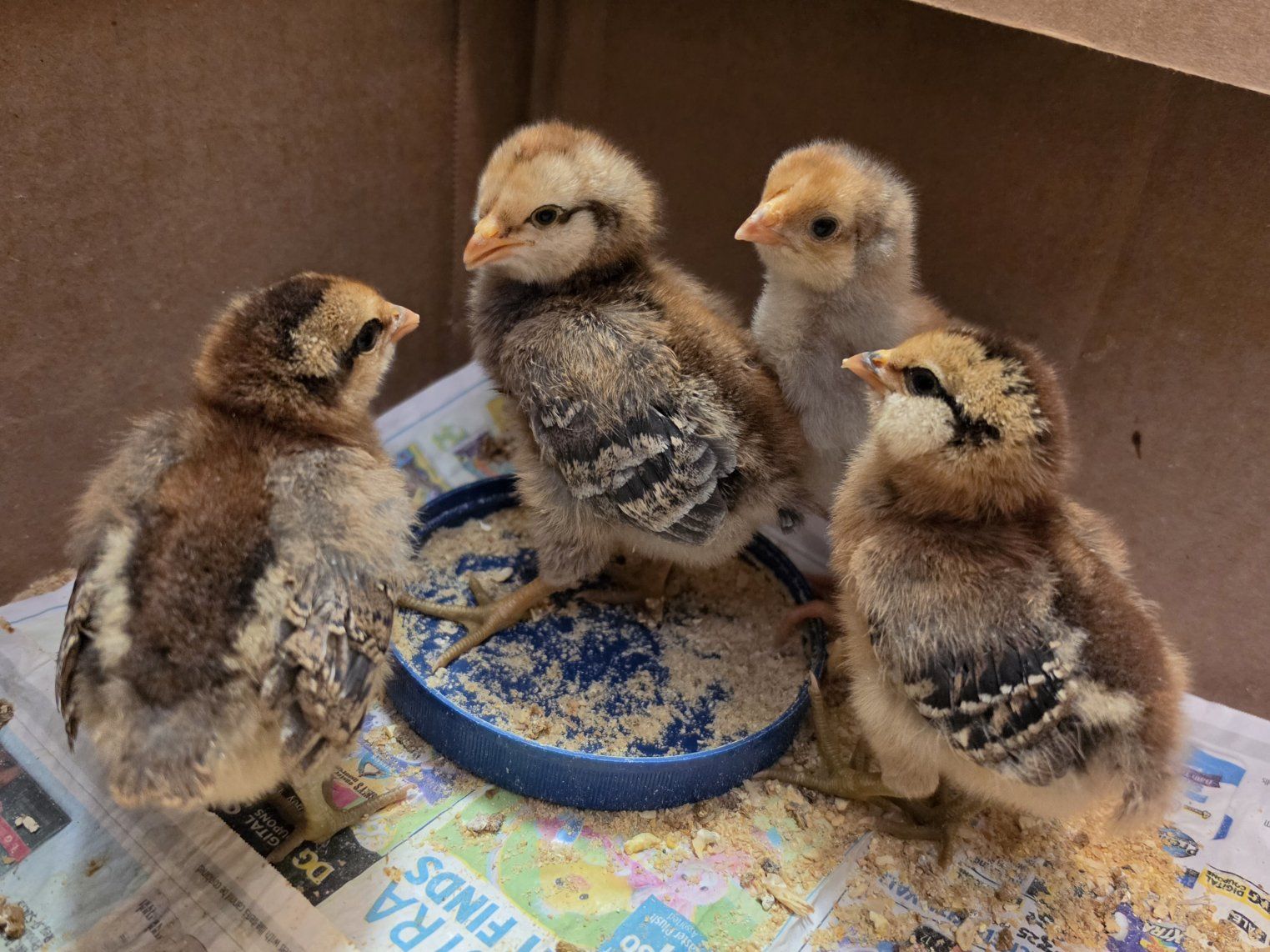 4 Chicks