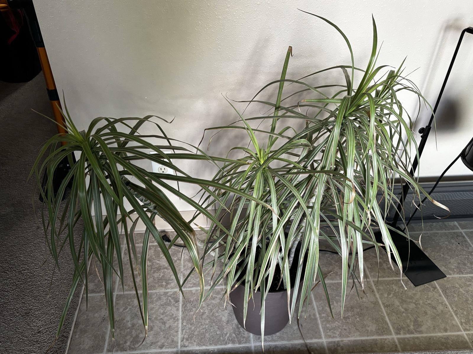 Large Dracaena Marginata Dragon Tree Houseplant in Pot