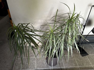 Large Dracaena Marginata Dragon Tree Houseplant in Pot