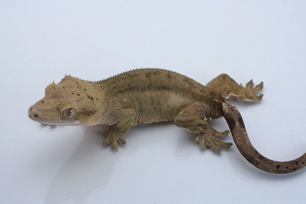 Adult Female Crested Gecko