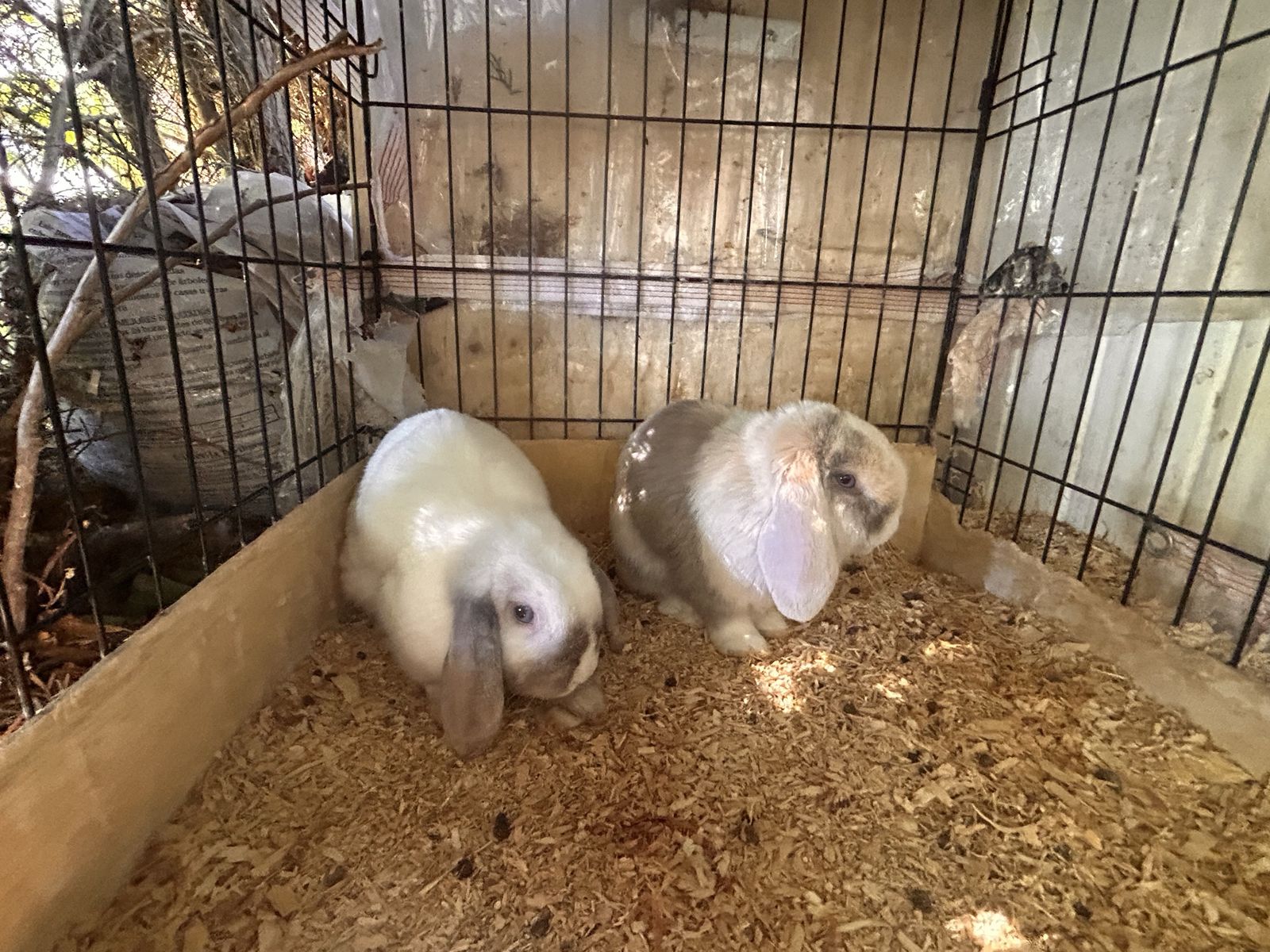 Bunnys