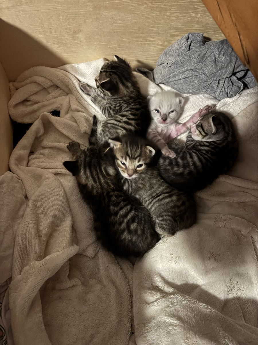Half Blood Bengal Kittens