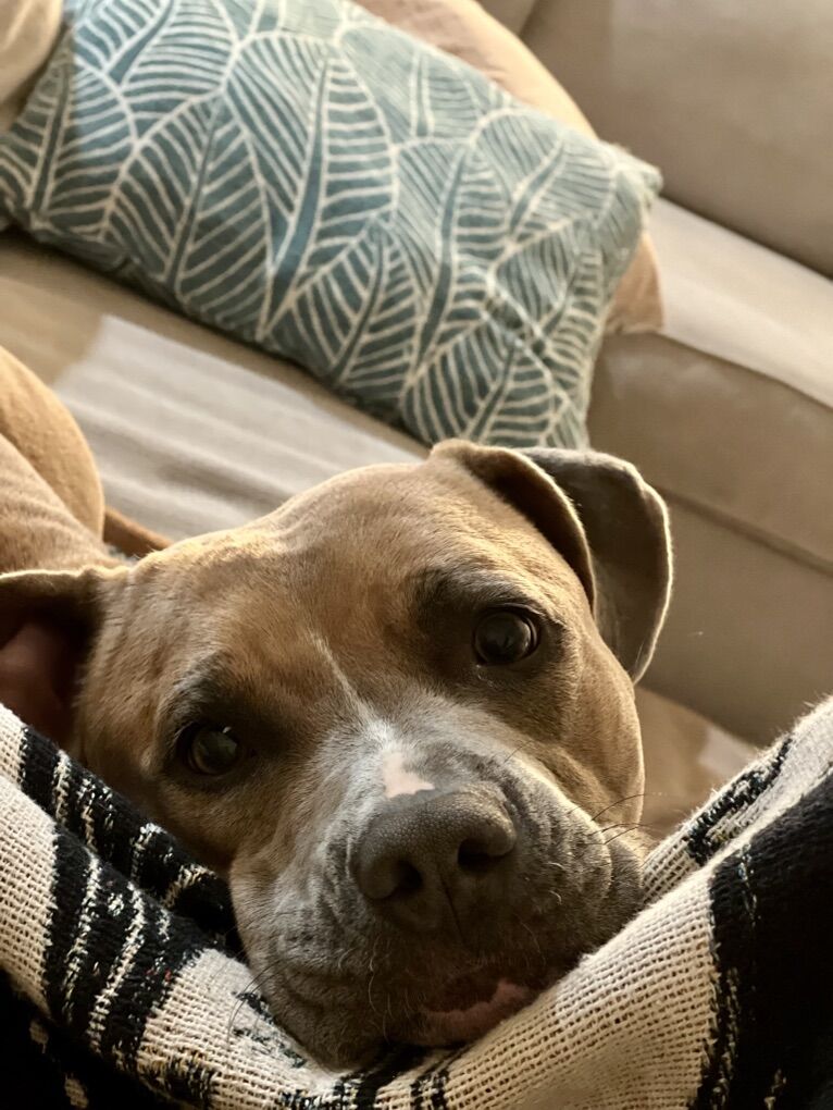 Gracie; The Sweetest Girl