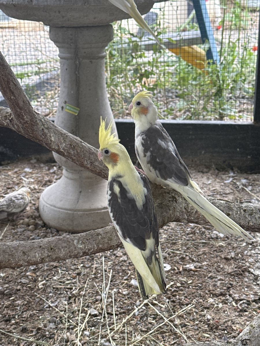 Cockatiel
