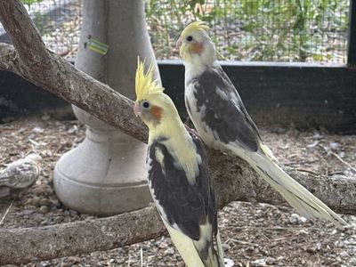 Cockatiel