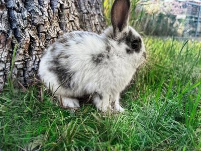 Baby Bunnies /Rabbits Purebred Mini Rex