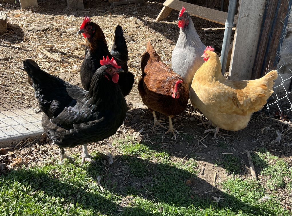 Laying Hens/Chickens