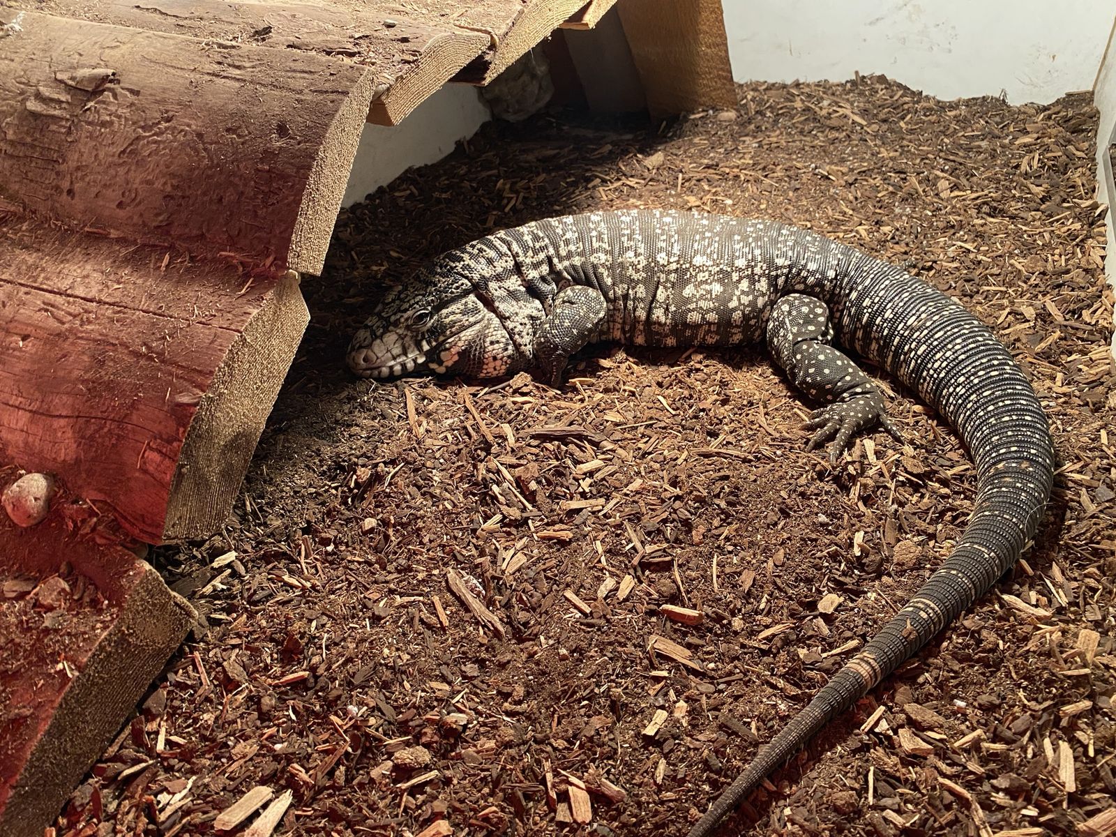 Large Male Argentine Black and White Tegu and Cage