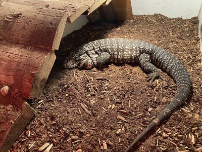 Large Male Argentine Black and White Tegu and Cage