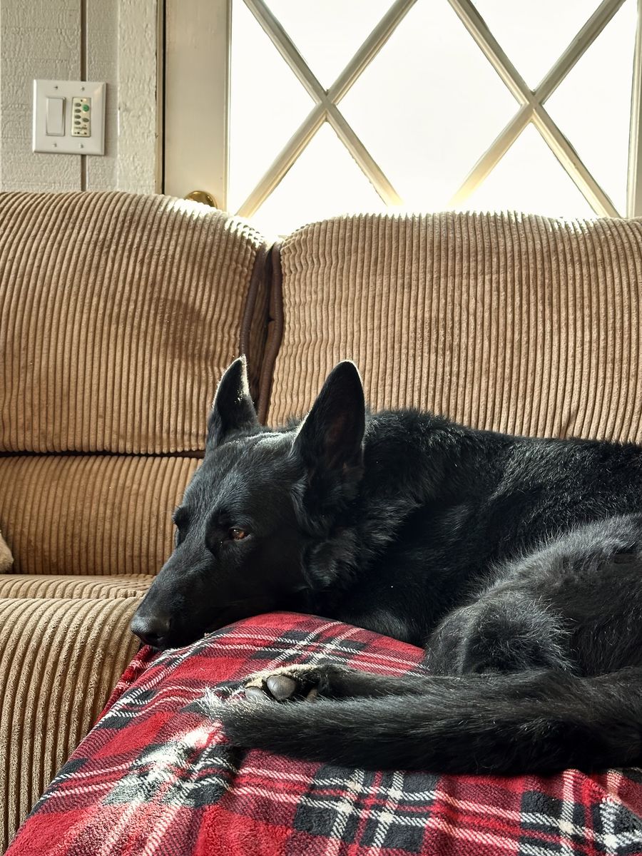 Male German Shepherd