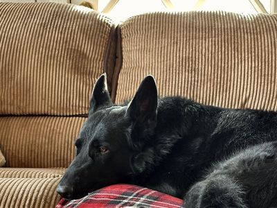 Male German Shepherd