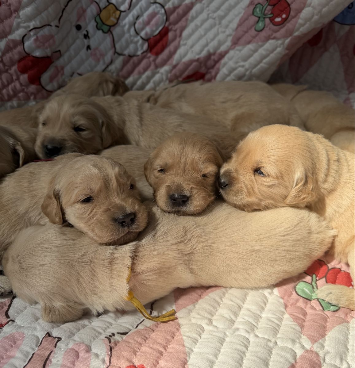 AKC Golden Retriever Puppies - Health Tested Parents