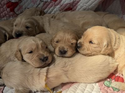 AKC Golden Retriever Puppies - Health Tested Parents