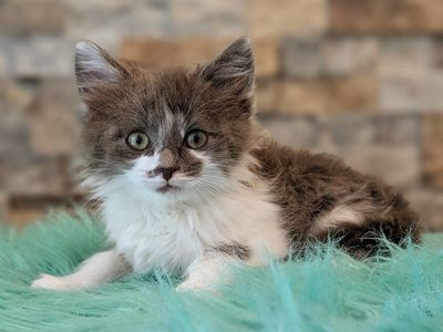 Gorgeous Kittens - Ready to Go
