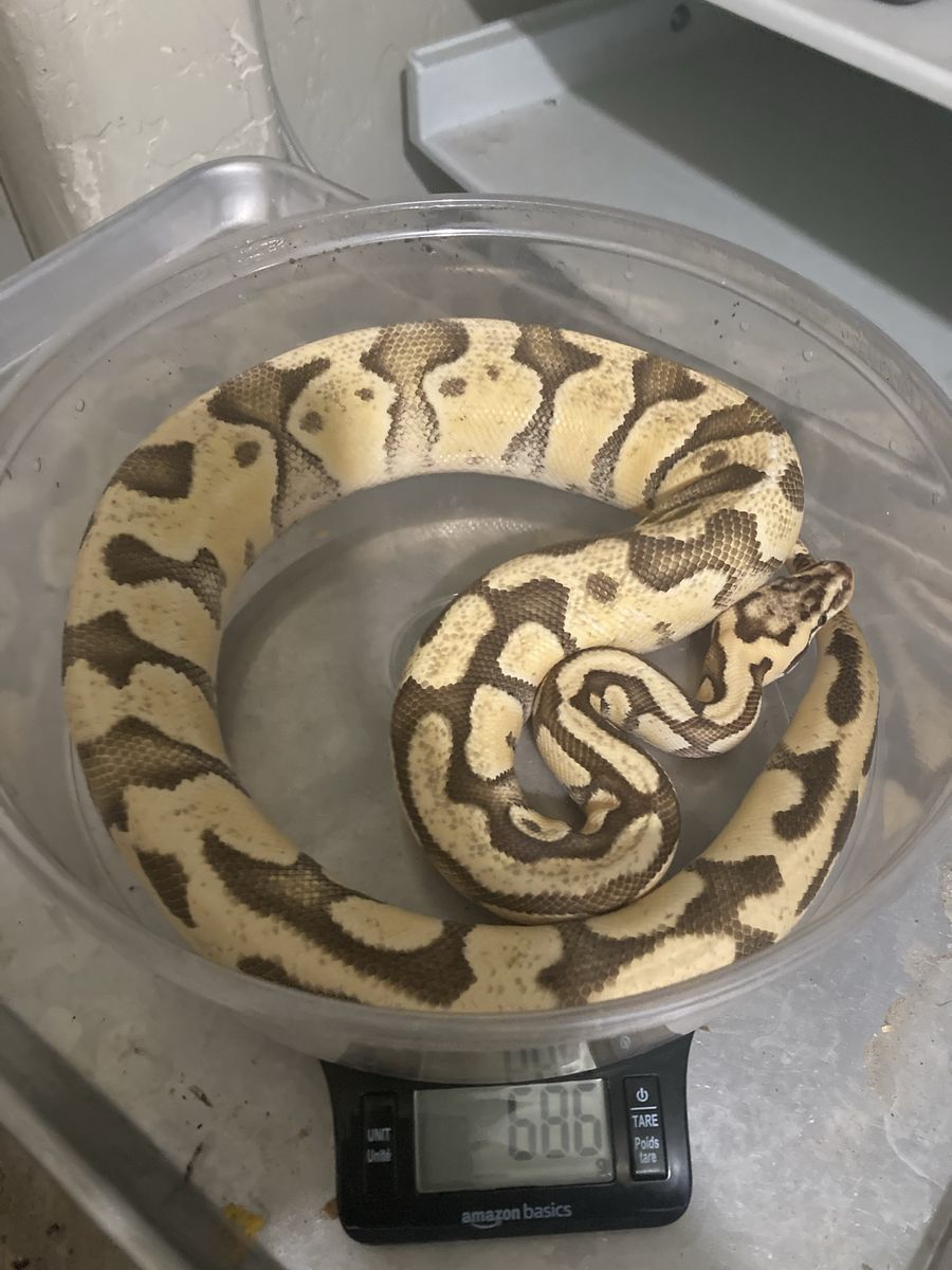 Female Super pastel enchi het clown ball python