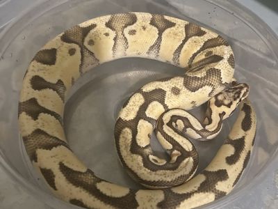 Female Super pastel enchi het clown ball python
