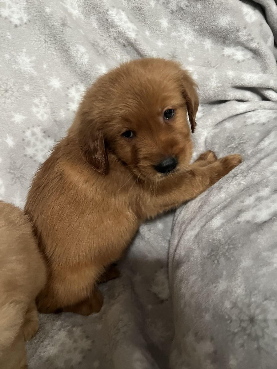 Beautiful Pure Dark Golden Retriever Puppies READY NOW! ONLY 2 LEFT