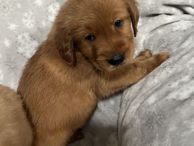 Beautiful Pure Dark Golden Retriever Puppies READY NOW! ONLY 2 LEFT