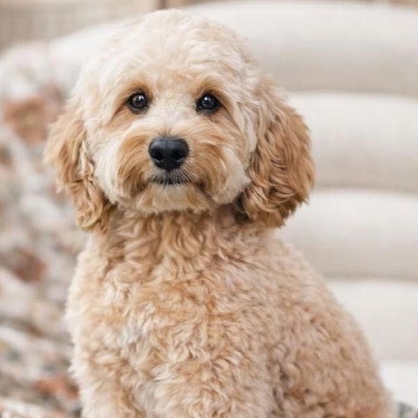 Beau - 16lbs. -/- Multigen Toy Cavapoo Stud/35% Cavalier